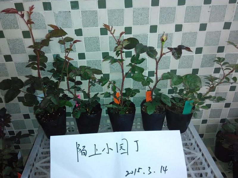 ޹�²ݻ����ι⻷����ʹ�Ʊȹ������.jpg