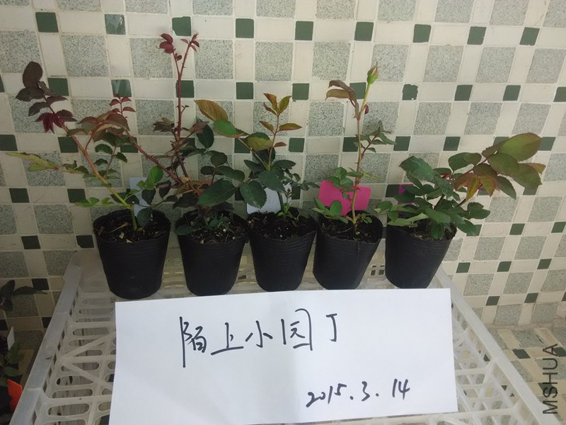 ޹�²ݻ���������֬��ܽ���ٻ���ɺ������.jpg