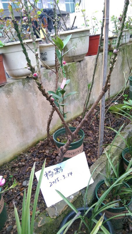 IMAG0062.jpg