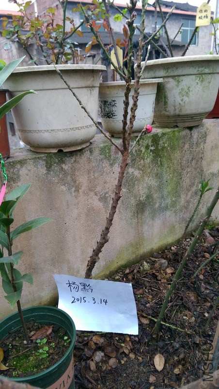 IMAG0063.jpg