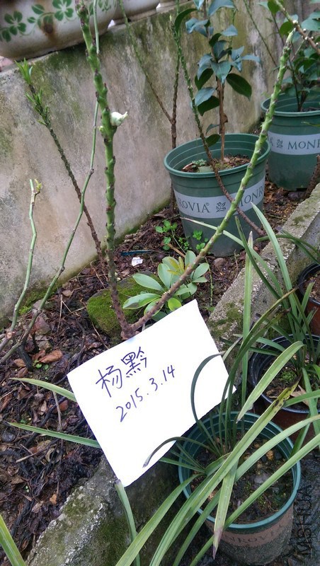 IMAG0064.jpg