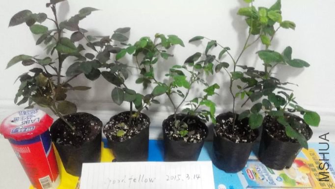 �����ס��ǲ������D�����桢ղɭ
