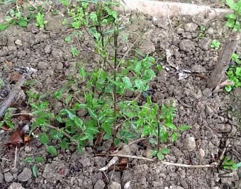 2015-03-14 185307 (640x502) (540x424) (340x267).jpg