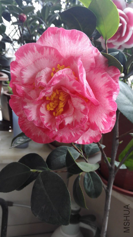 IMG_20150315_122010.jpg