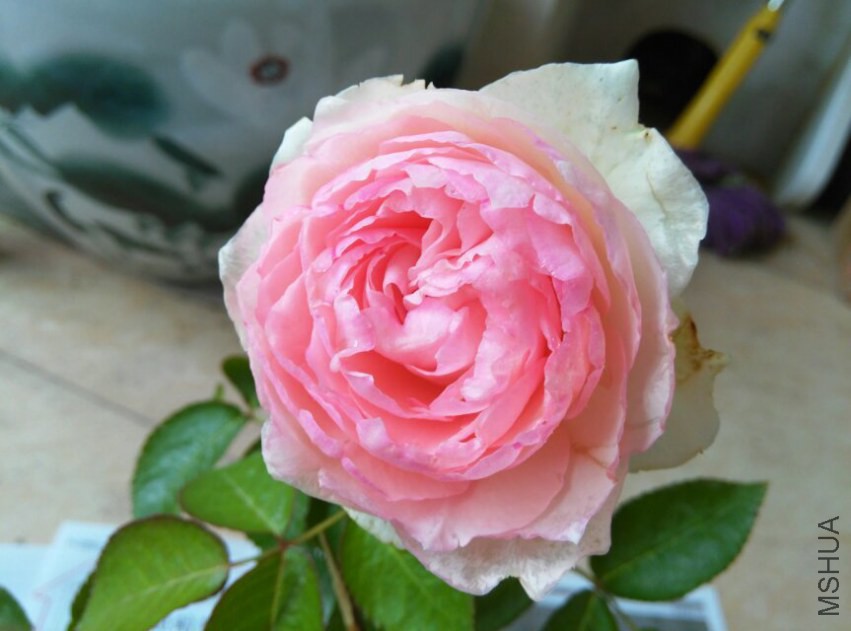 psb (1).jpg