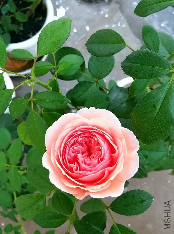 psb (2).jpg
