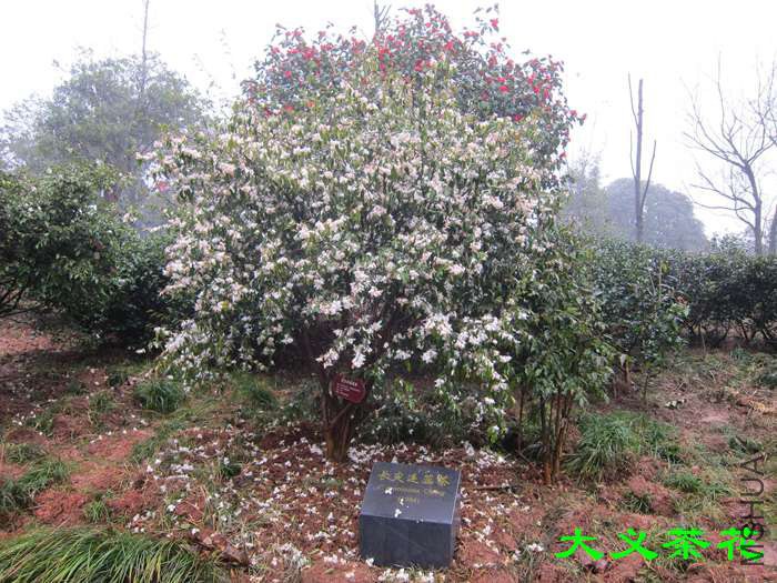 �ֳ�10.jpg
