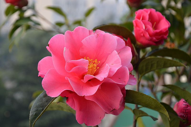 DSC_2879.JPG