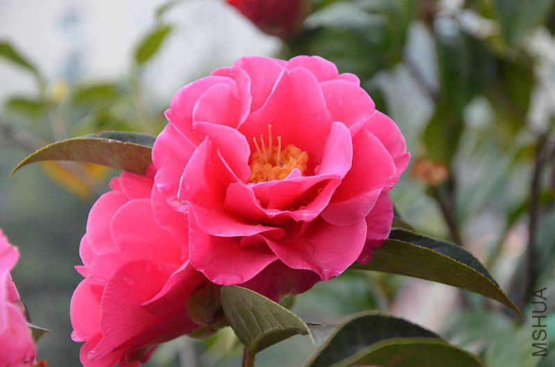 DSC_2886.JPG