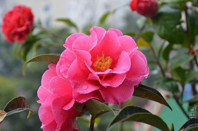 DSC_2891.JPG