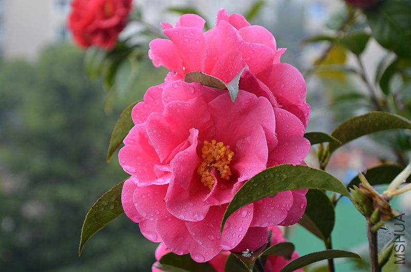 DSC_2892.JPG