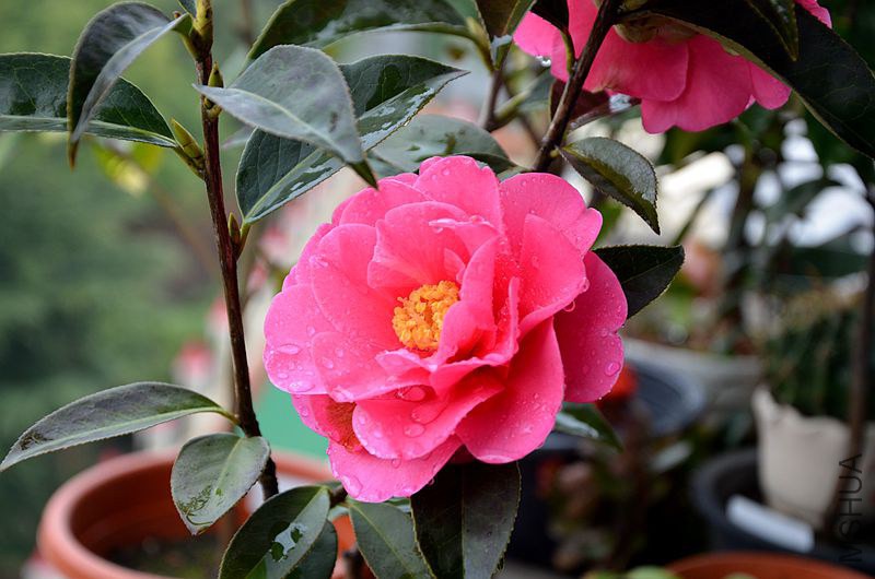 DSC_2894.JPG