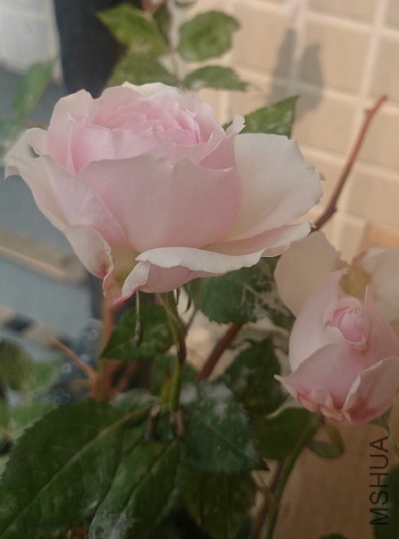 ���������ĸо�~Ҷ�Ӵ���ҩ����...����...