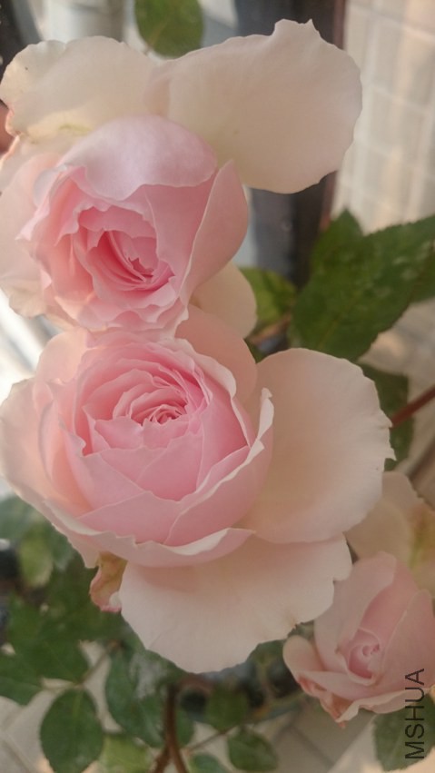 ���D����