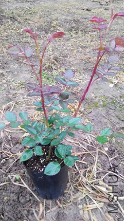 IMG_20150316_074408.jpg