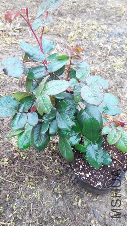 IMG_20150316_074441.jpg