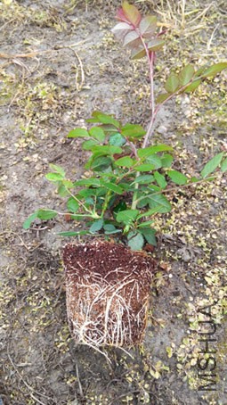 IMG_20150316_100043.jpg