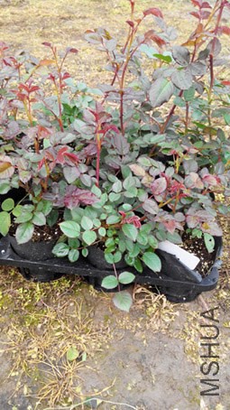 IMG_20150316_100140.jpg