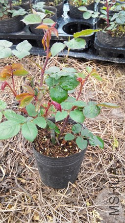 IMG_20150316_100350.jpg