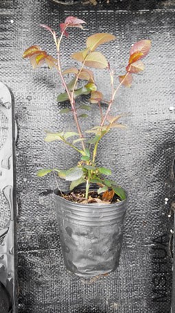 IMG_20150316_100756.jpg