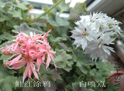 DSC_5035.jpg