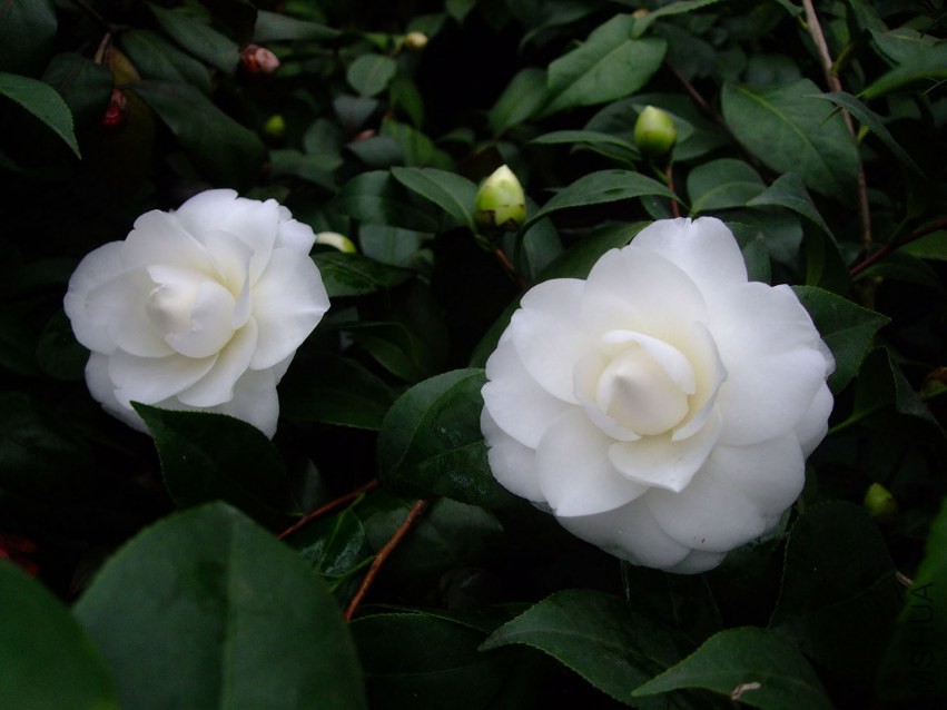 ţ���� 2015-3-16 010w.jpg