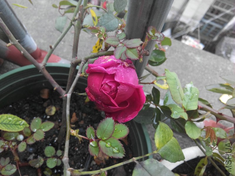 IMG_20150315_102945.jpg
