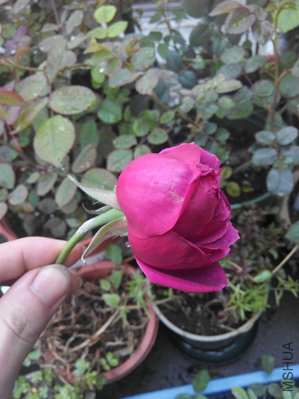 IMG_20150315_161009.jpg