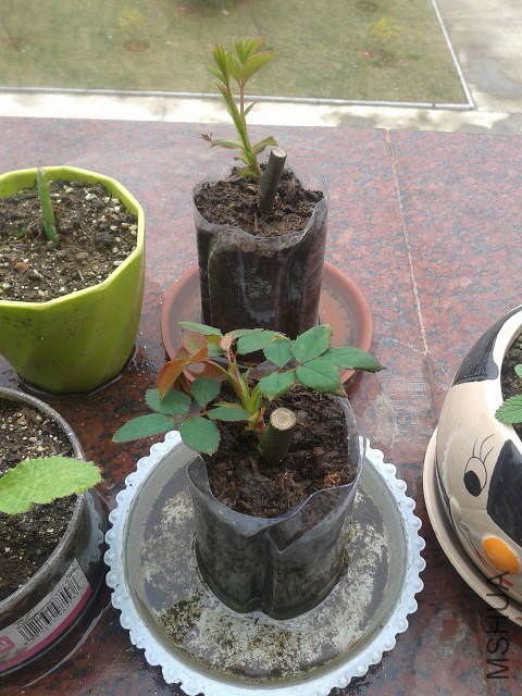 20150307_121655.jpg