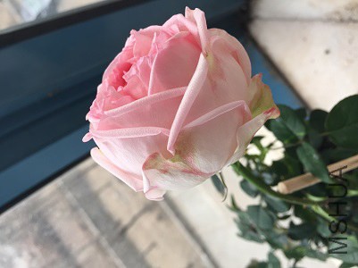 IMG_0732.JPG
