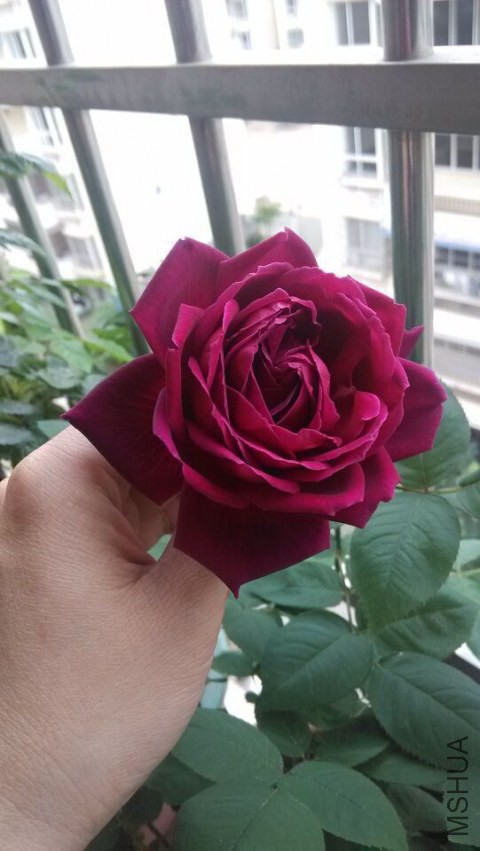 QQͼƬ20150316173126.jpg