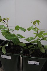 IMG_7761.jpg