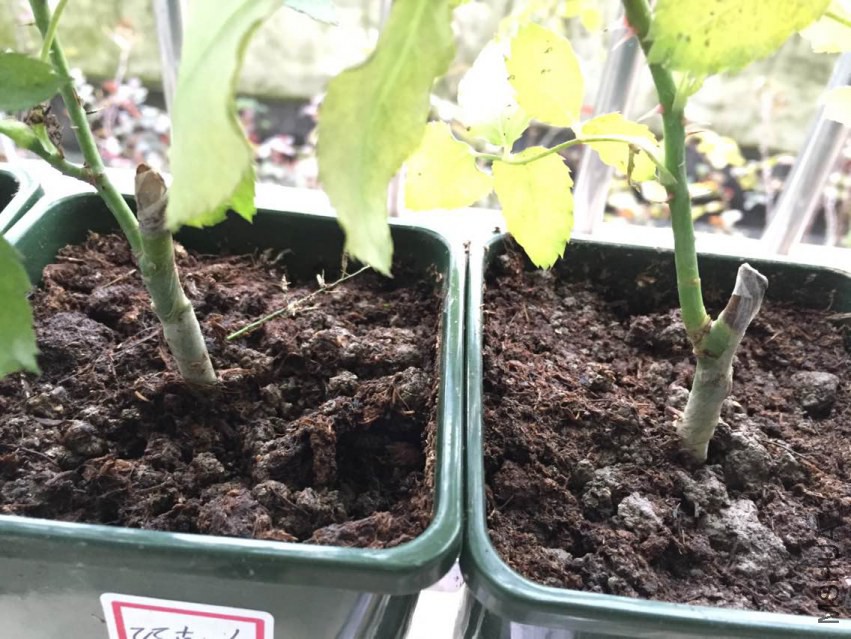 BC6EE80F8271490D91E826C44A2A4183.png