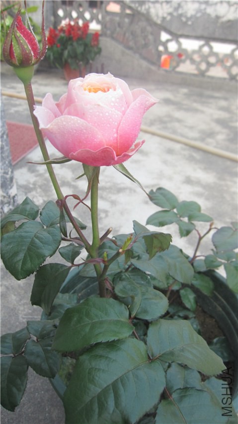 IMG_2241.jpg