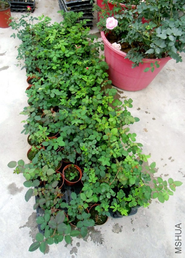 CIMG2641_����.jpg