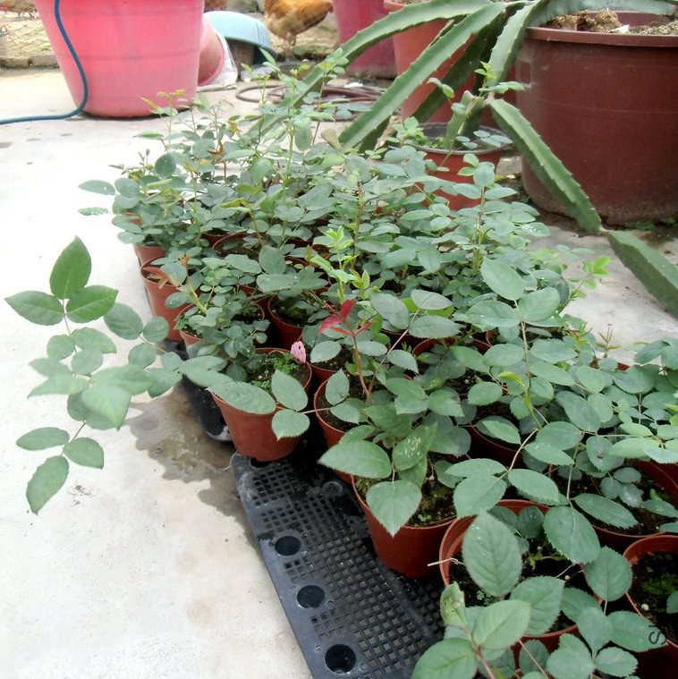 CIMG2649_����.jpg