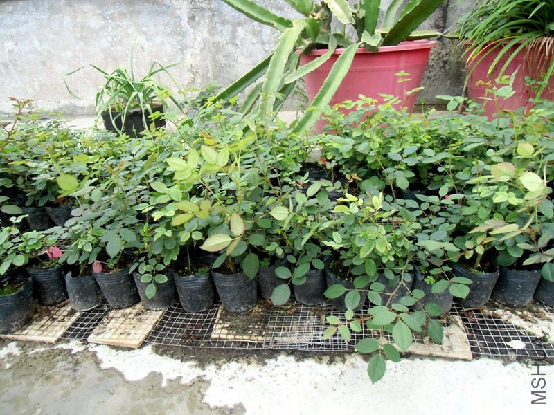 CIMG2650_����.jpg