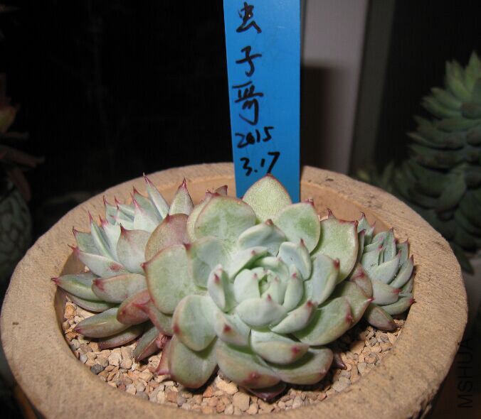 2����ͷtpȺ9cm���ң�55Ԫ��