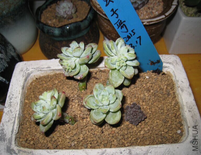 6����׮�Ͷ�4�ã�10Ԫһ��