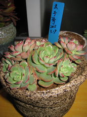 7��Ⱥ���컯ױ12cm+����ͷ��������С���ӣ�100Ԫ