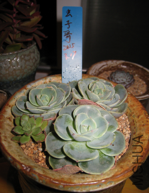 12�����4-5cm+,8Ԫһ������