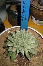 11���������8cm+���������ӣ�25Ԫ��