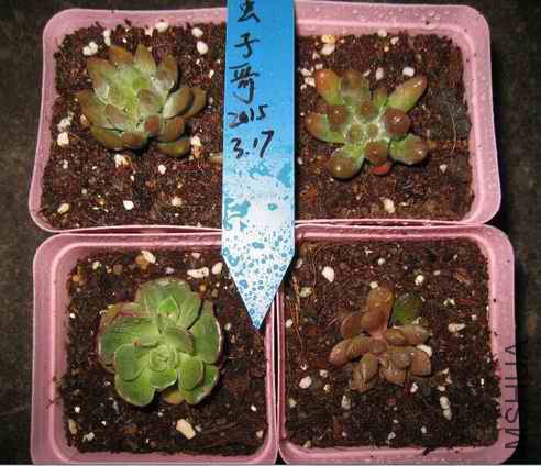 17�����ϣ�������3-4cm,3Ԫһ�������£���ͷ�컯ױ3-4cm��16һ�������ϣ���Ů3-4cm��3Ԫһ�������£������ ...