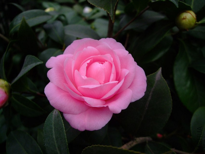 ���غ�˹ 2015-3-15 042w.jpg