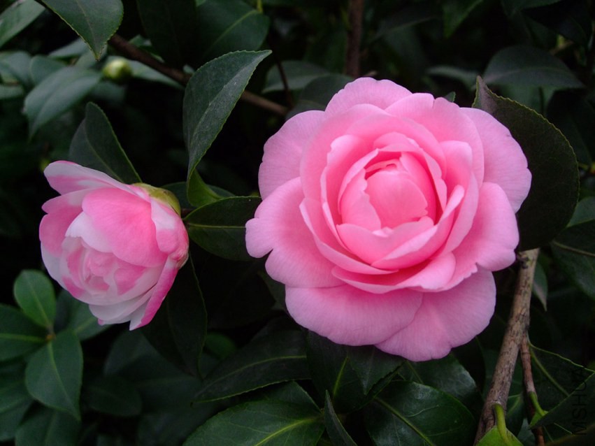 ���غ�˹ 2015-3-15 036w.jpg