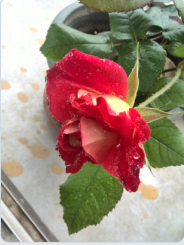 QQ��ͼ20150317094141.png