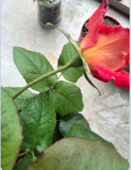 QQ��ͼ20150317094553.png