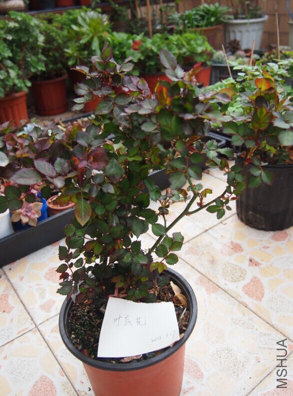 QQͼƬ20150317102719.jpg