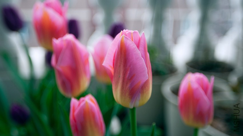 IMG_6774.jpg