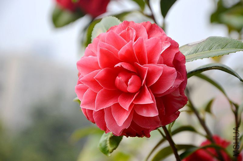 DSC_2912.JPG